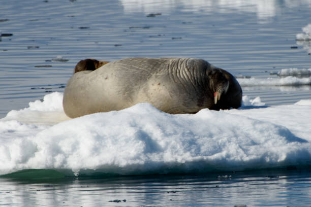 istock Walrus on the snow in Arctic 1013382666