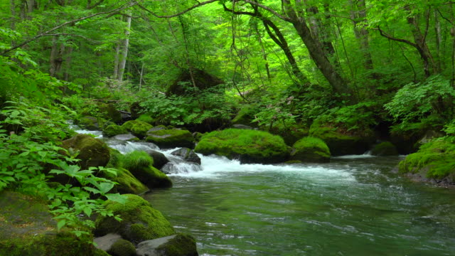 Stream in green forest - Oirase river,Aomori