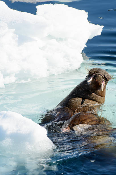 istock Walrus swims in the water in Arctic 1013385070