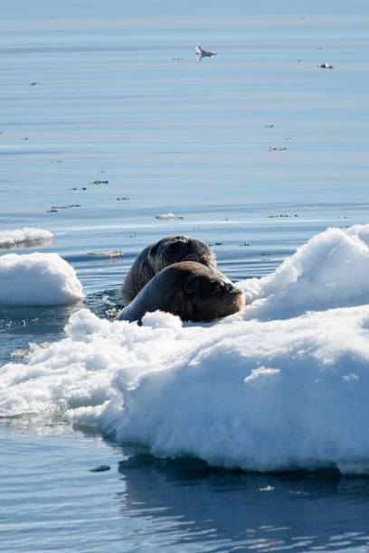 istock Walrus swims in the water in Arctic 1013385148