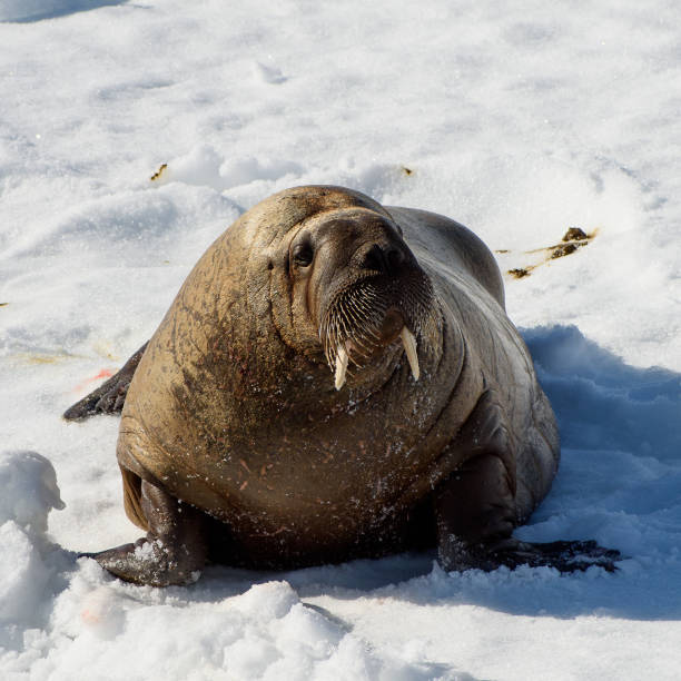 istock Beautiful strong Walrus in Arctic 1013385338