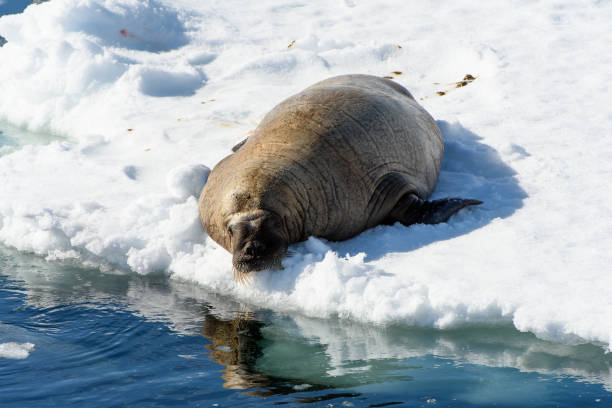 istock Beautiful strong Walrus in Arctic 1013385348