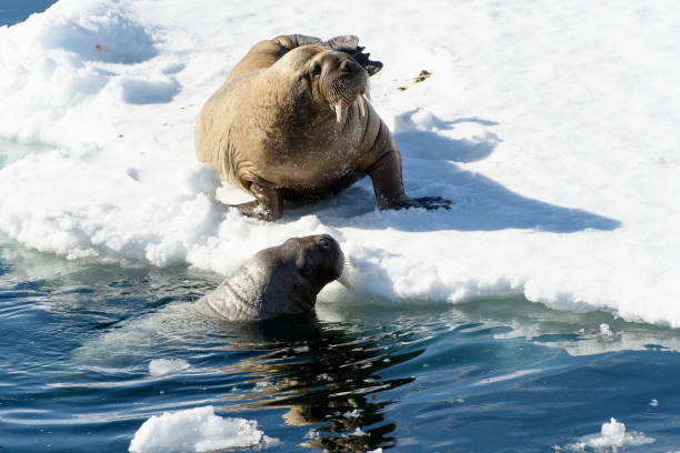 istock Beautiful strong Walrus in Arctic 1013385364
