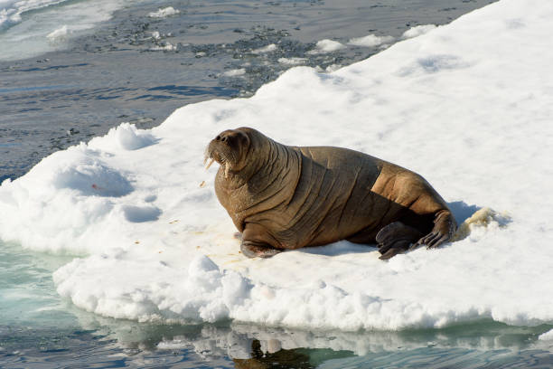 istock Beautiful strong Walrus in Arctic 1013385382