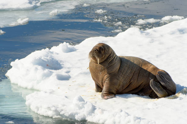 istock Beautiful strong Walrus in Arctic 1013385390