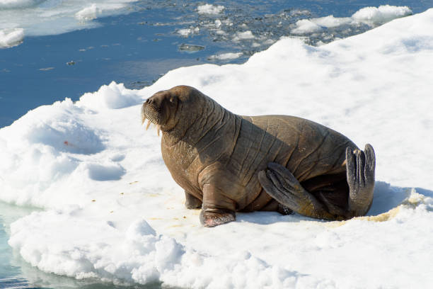 istock Beautiful strong Walrus in Arctic 1013385392
