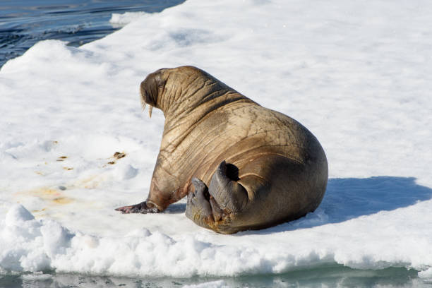 istock Beautiful strong Walrus in Arctic 1013385424