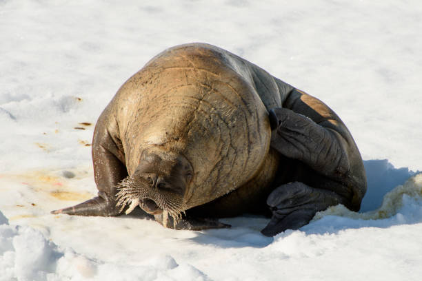 istock Beautiful strong Walrus in Arctic 1013385426