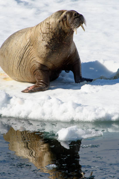 istock Beautiful strong Walrus in Arctic 1013385432