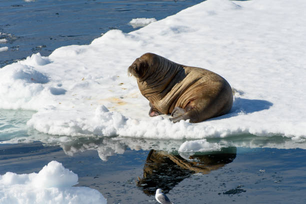 istock Beautiful strong Walrus in Arctic 1013385440