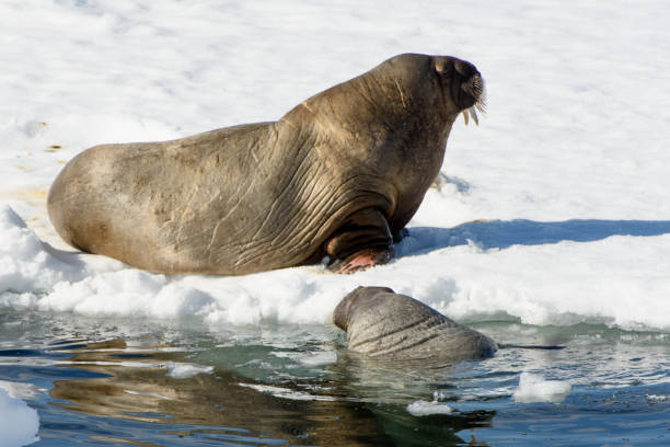 istock Beautiful strong Walrus in Arctic 1013385458