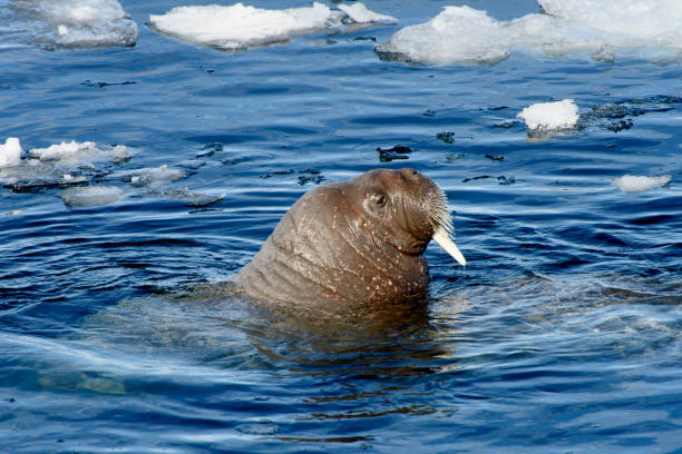 istock Walrus swims in the water in Arctic 1013387818