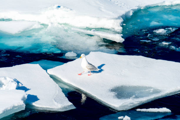 istock Ice pieces on the water in Arctic 1013389992
