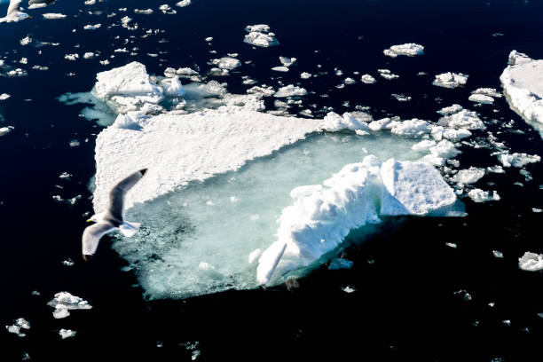istock Ice landcape on the water in Arctic 1013390576