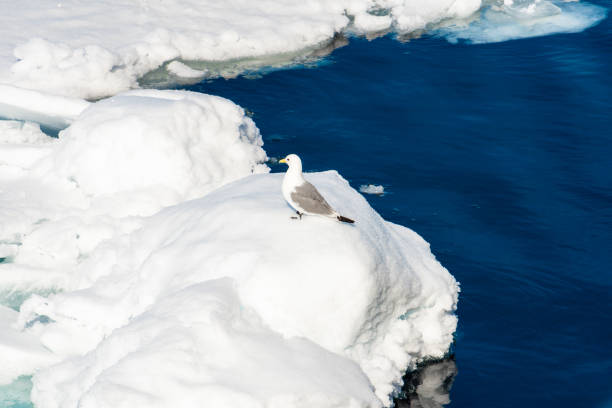 istock Ice pieces on the water in Arctic 1013393124