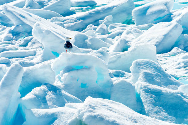 istock Ice pieces on the water in Arctic 1013393226