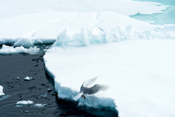 istock Ice pieces on the water in Arctic 1013393344