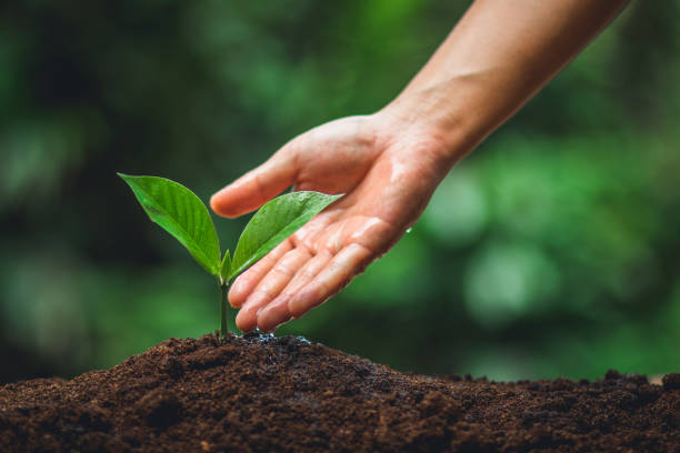 istock Young tree Tree Planting Tree care Watering a tree in nature 1013394558
