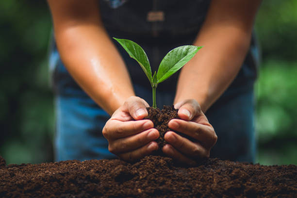 istock Young tree Tree Planting Tree care Watering a tree in nature 1013395428
