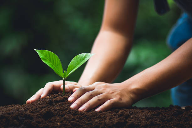 istock Young tree Tree Planting Tree care Watering a tree in nature 1013395440