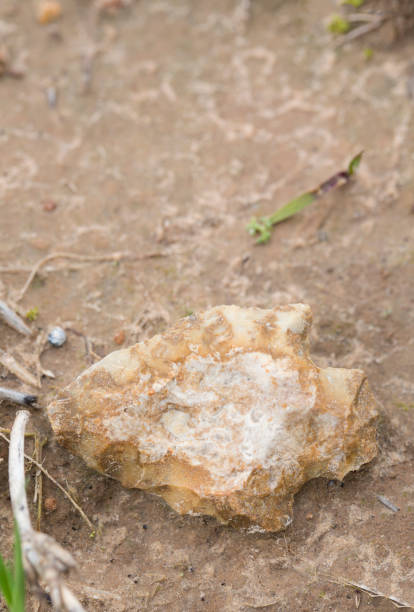 istock Louisiana Arrowhead 1013397852