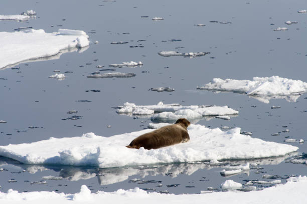 istock Walrus on the ice piece in Arctic 1013397952