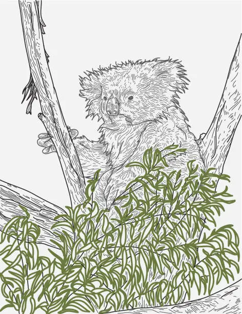 Vector illustration of Koala Sitting in Tree