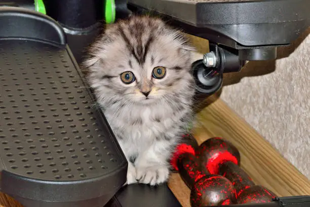 Photo of Trainer stepper, dumbbells for home fitness and small funny kitten