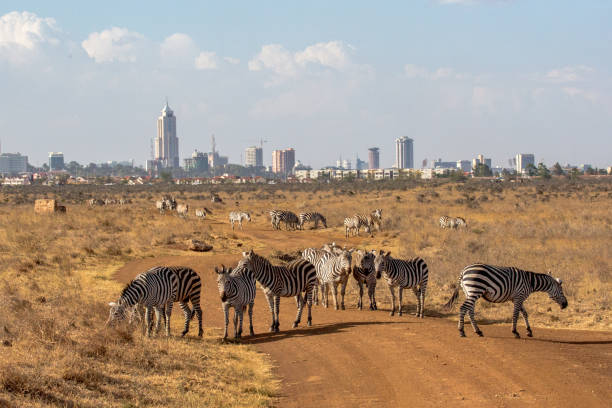 istock Zebras in Nairobi NP 1013422546