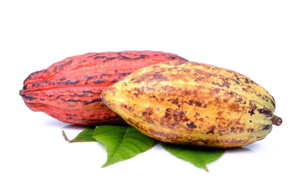 istock Cacao fruits with leaf isolated against white background 1013427538