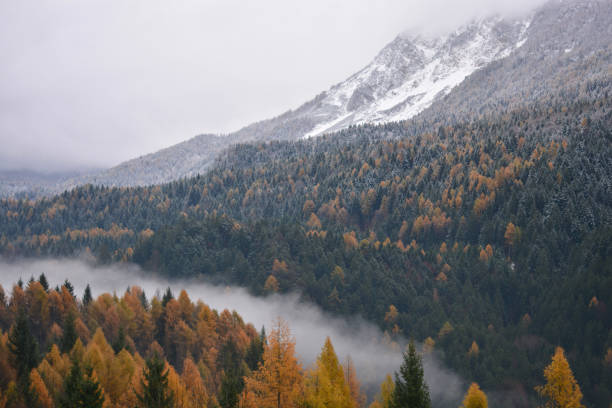 l'autunno sta per lasciare spazio all'inverno - lake louise national park landscape forest foto e immagini stock