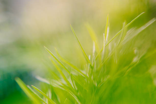 istock Blurred green leaves on soft background 1013437920