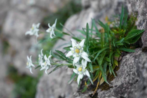 edelweiss sur un rocher (leontopodium alpinum) - alpine flower photos et images de collection