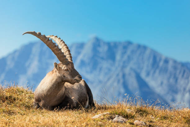 steinbock vor berg watzmann - nationalpark berchtesgaden - alpensteinbock stock-fotos und bilder