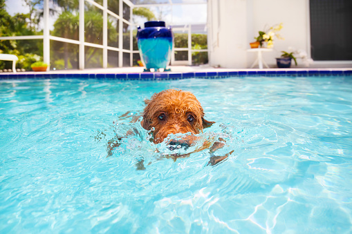 Miniature Goldendoodle swimming in pool.