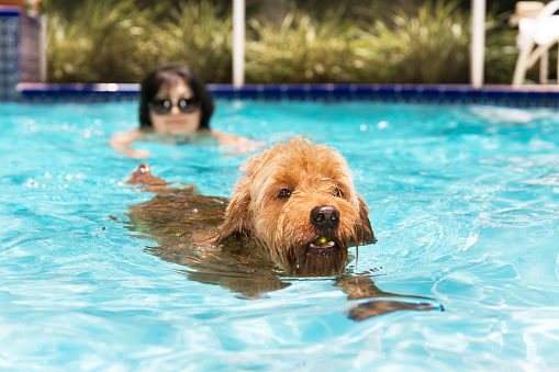 dog and woman swimming in pool.