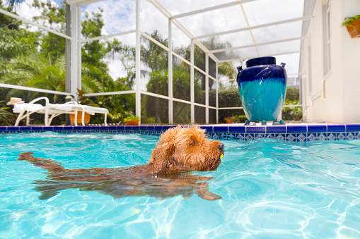 Mini goldendoodle swimming in salt water pool fetching ball