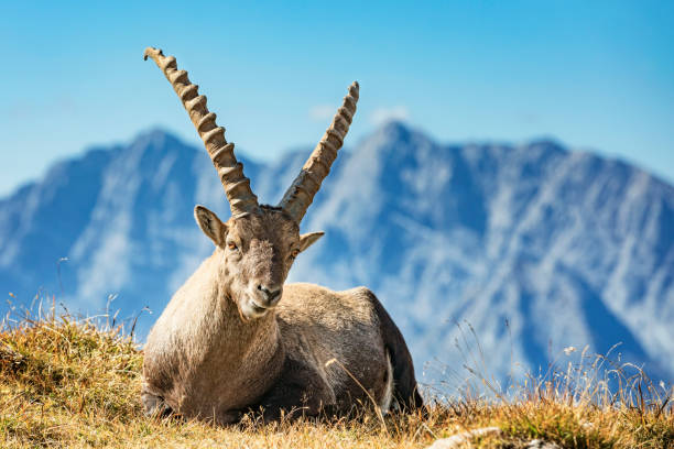 istock Alpine Ibex in front of Mount Watzmann - Nationalpark Berchtesgaden 1013455444