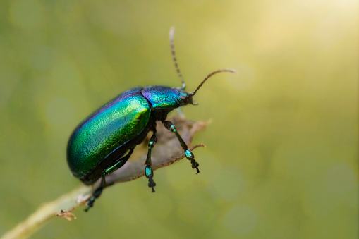 Beetle, Close-up, Color Image, Colors, Extreme Close-Up