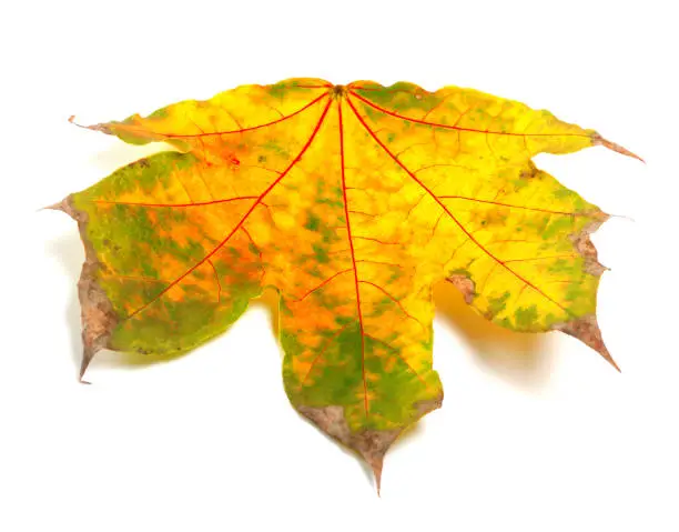 Dry autumn maple-leaf on white background