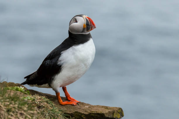 istock Puffin, Fratercula arctica. 1013461028