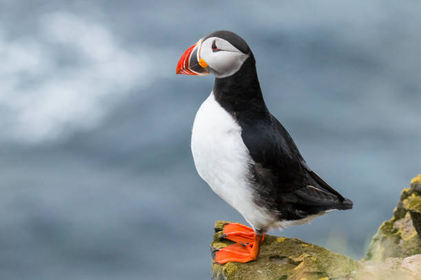 Puffin, Fratercula arctica. Puffins in Iceland and Ireland puffin photos stock pictures, royalty-free photos & images