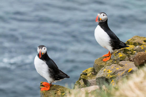 istock Puffin, Fratercula arctica. 1013461084
