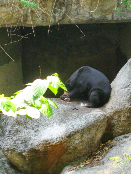 istock Brown bear in the zoo 1013461110