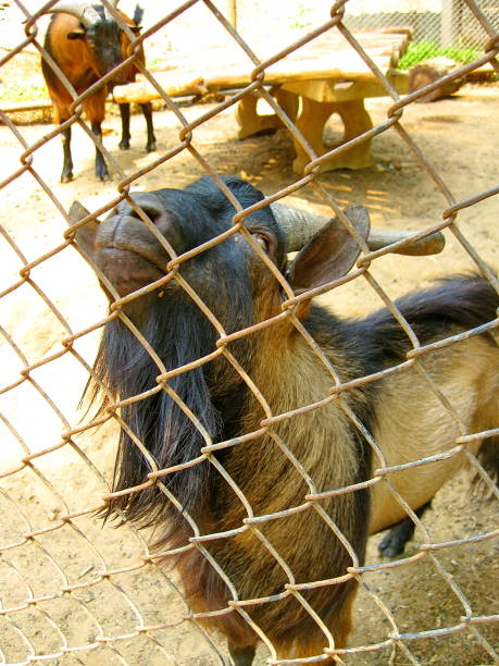 istock Goat portrait In the cage zoo 1013461170
