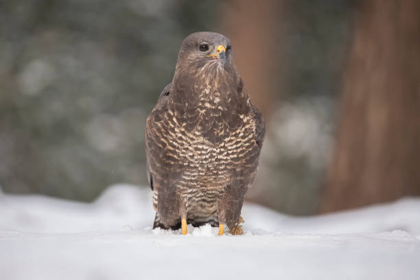 istock Buzzard, Buteo buteo in winter 1013461262