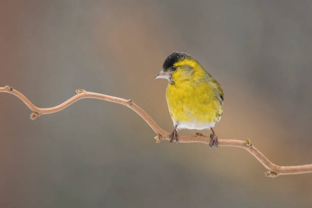 istock Siskin, Spinus spinus, in wintertime 1013461268