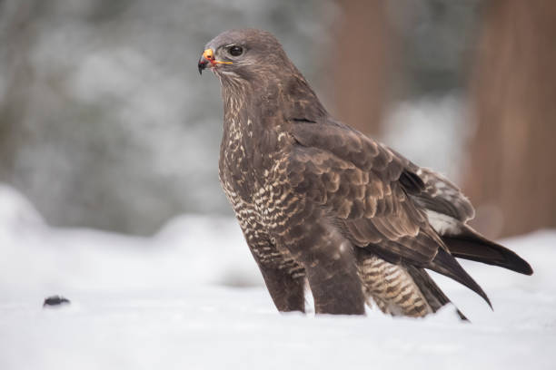 istock Buzzard, Buteo buteo in winter 1013461272
