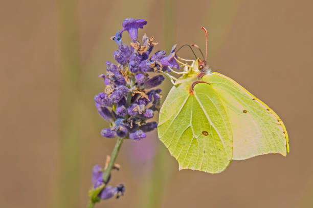 istock Brimstone, Gonepteryx rhamni 1013461378