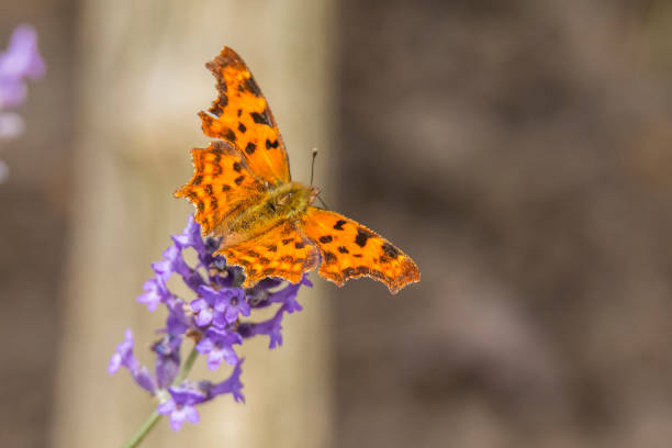 istock Comma, Polygonia c-album 1013461390